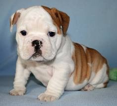 Gorgeous English Bulldog Puppies