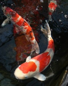 Aquarium Koi Fish For Sell