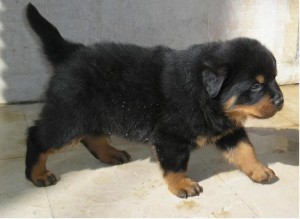 German Rottweiler Puppy