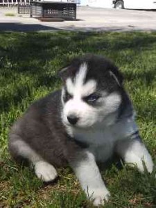 Siberian Husky Puppies with Full AKC