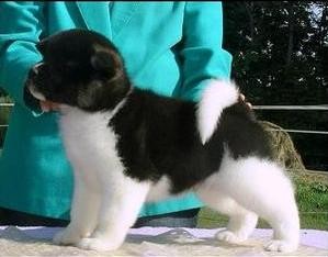 Lovely Akita Puppies