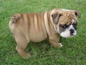 Quality English Bulldog Puppies