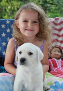 Adorable Labrador Retriever