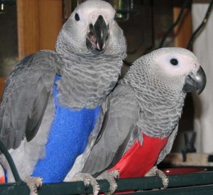 Talking African Grey Parrots