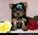 Adorable Yorkie Puppies