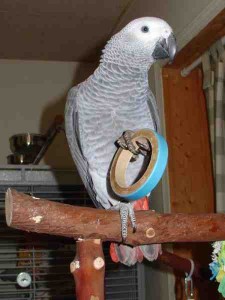 Congo African Grey Parrots Availble
