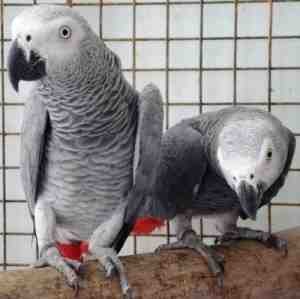 Tinmeh Grey Parrot for Sale