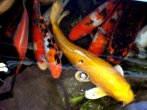 Live Koi Fish For Sale