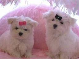 Tiny Adorable Maltese Puppies