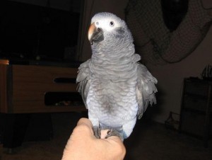 Tamed Congo African Greys