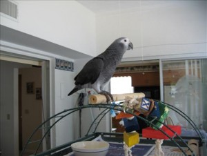 African Grey Parrots