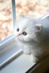 Absolutely Beautiful Persian Kitten