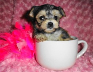 1st Generation Morkie Pup