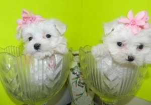 Maltese Pups for Sale