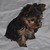 Yorkie Puppies for Sale