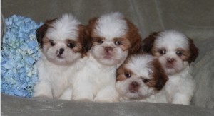 Shih Tzu Pups