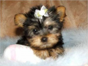 Teacup Yorkie Puppies for Sale