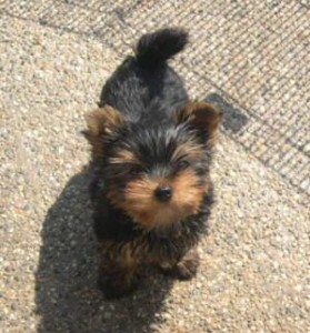 Teacup Yorkie Puppies