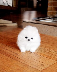Tiny Pomeranian Puppies For Adoption