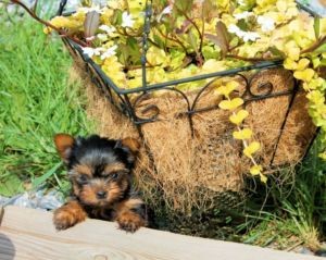 True TINY TEACUP Female Yorkie