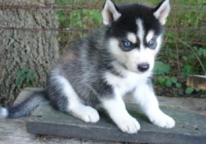 Cute Husky Puppies Available
