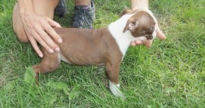 Female Boston Terrier Puppy