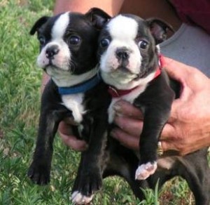 AKC Boston Terrier - Chocolate Brindled