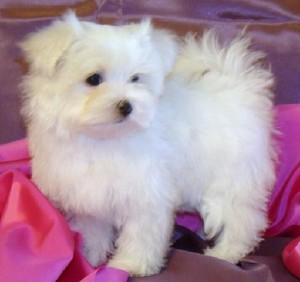 Beautiful Teacup Maltese Puppies Sale