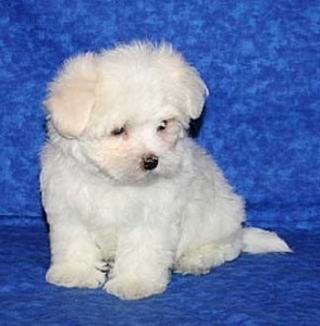 Two Gorgeous Teacup Maltese Pups