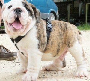 English Bulldog Puppies