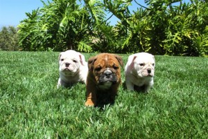 English Bulldogs for Sale