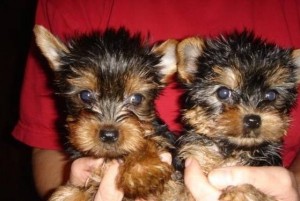 2 Yorkie Puppies Available for Re-homing