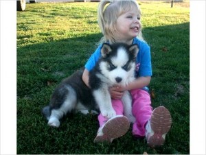 Siberian Husky Puppies