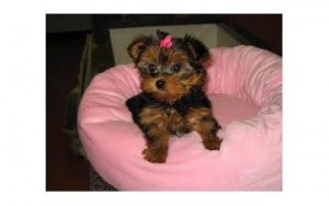 Excellent Yorkie Puppies