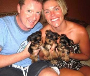Yorkshire Terrier, Real Lap Dogs!