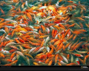 Good Healthy Pond Fish for Sale