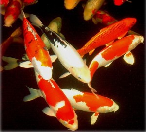 Live Koi Carp Fish For Sale