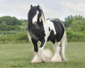 Gypsy Vanner Horse