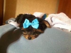Adorable Yorkshire Terriers