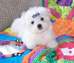 Beautiful Teacup Maltese Puppies Sale