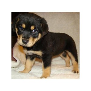 Rottweiler Puppies Available