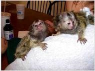 Pair of Pygmy Marmoset Monkeys for Adoption