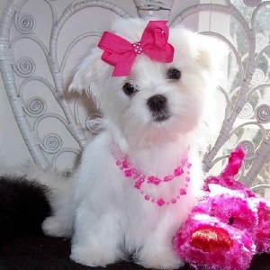 Teacup Maltese Puppies for Sale