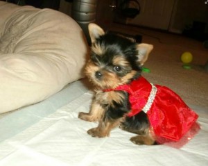 Yorkshire Terrier Pups