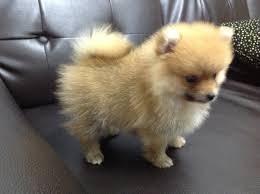 Tiny Female Pomeranian Puppy