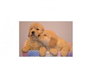 AKC Golden Retriever Puppies