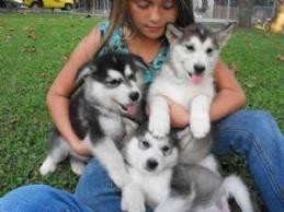 Siberian Husky Puppies for Adoption