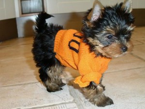 Teacup Yorkie Puppies for Adoption