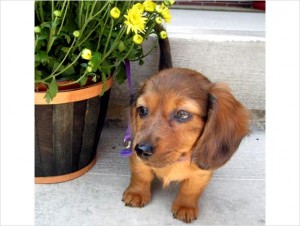 Long-Hair Dachshund Puppies