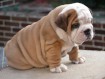 Stunning Female English Bulldog Puppy